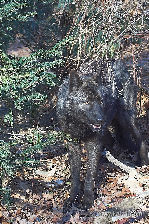 Arctic Wolf 019